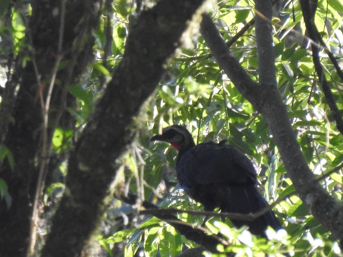 Andean Guan - Juan Carlos🦉 Crespo