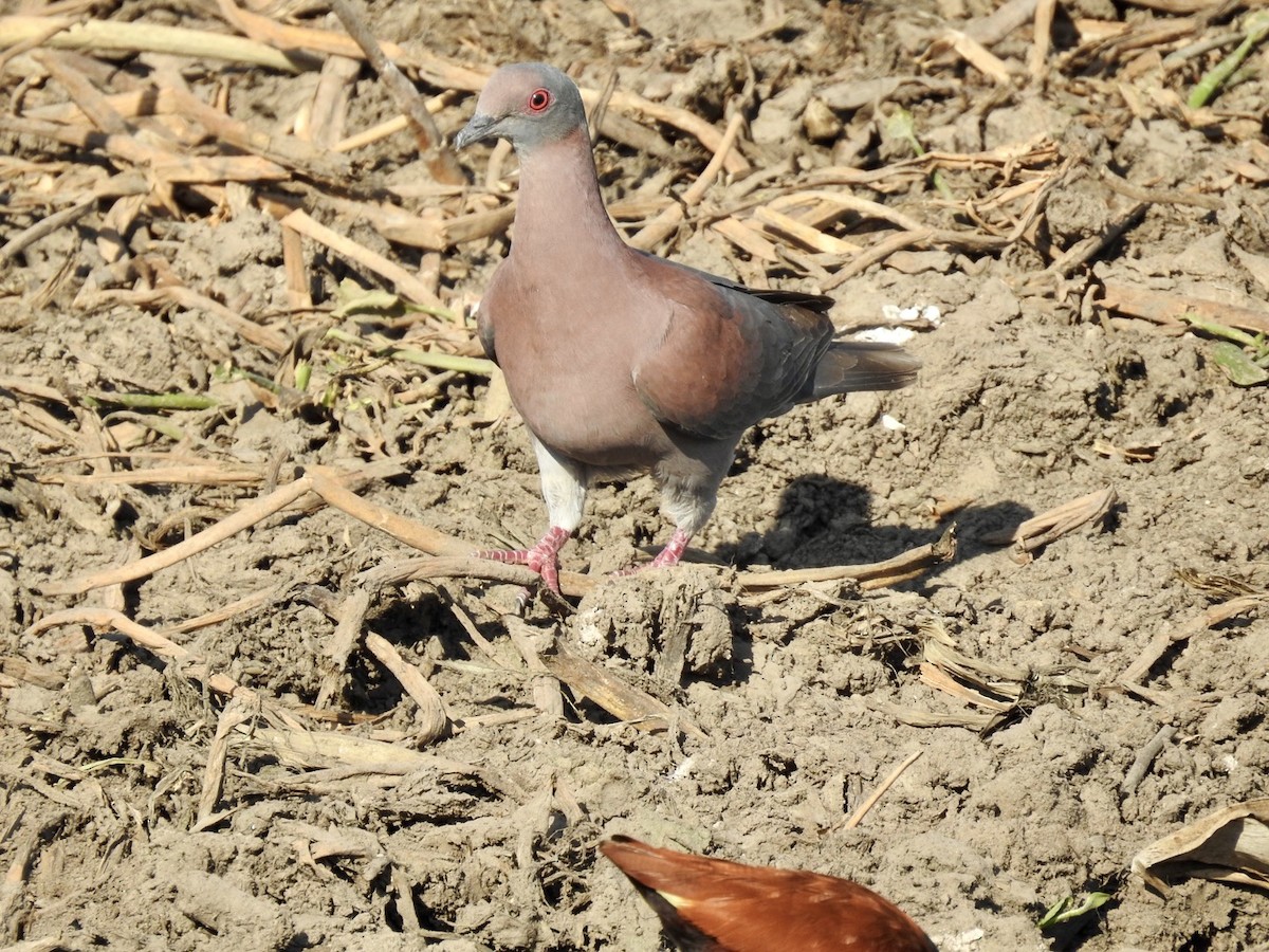 Pale-vented Pigeon - Nick Odio