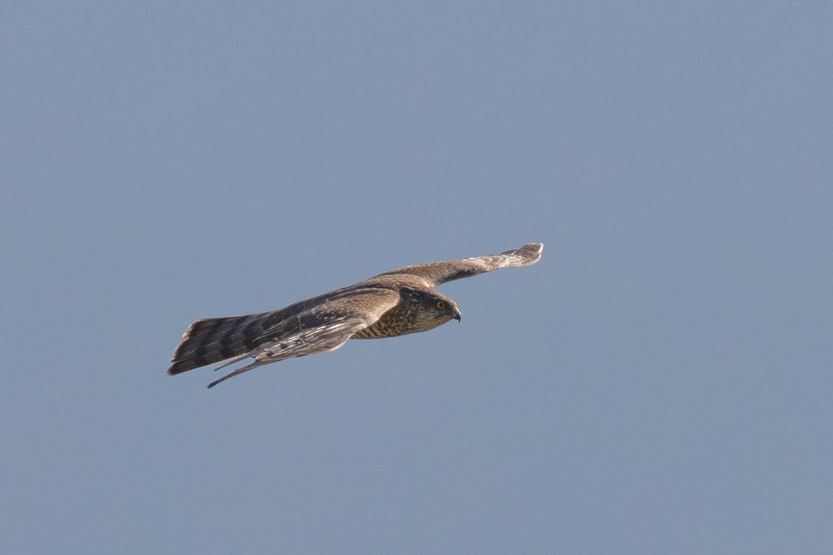 Eurasian Sparrowhawk - Kalpesh Krishna