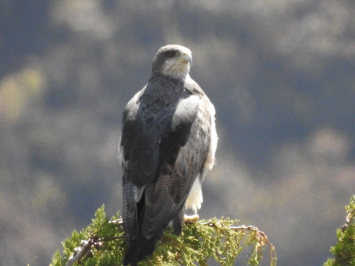 Black-chested Buzzard-Eagle - Juan Carlos🦉 Crespo