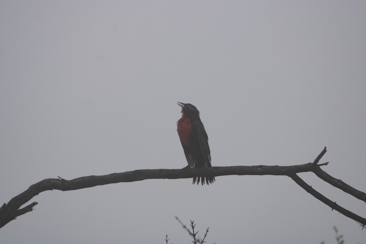 Long-tailed Meadowlark - Pedro Burgos Villaseca