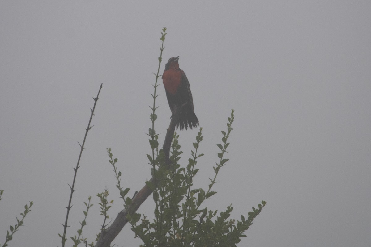 Long-tailed Meadowlark - Pedro Burgos Villaseca