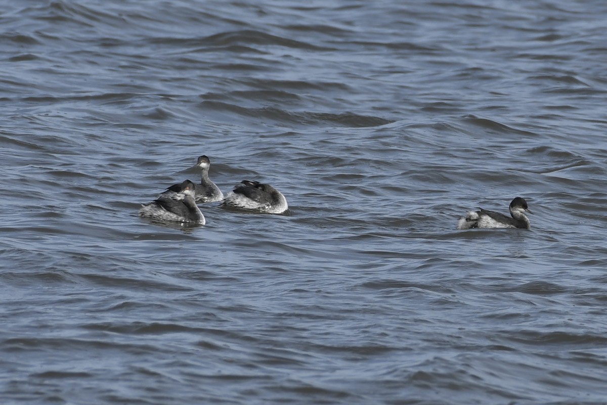 Eared Grebe - ML611180016