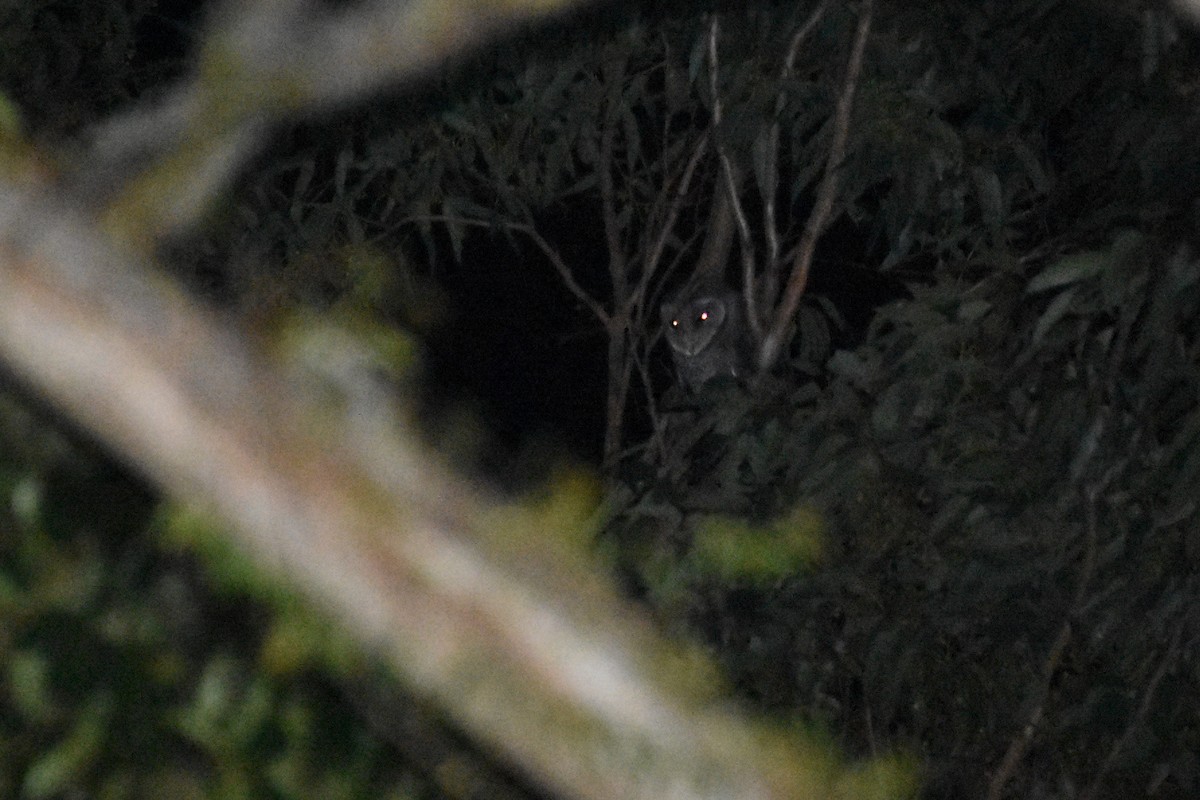 Sooty Owl (Greater) - ML611180106