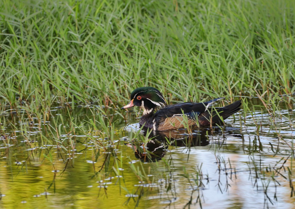 Wood Duck - ML611180155