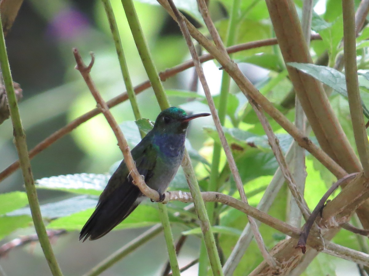 Blue-chested Hummingbird - Ann Truesdale