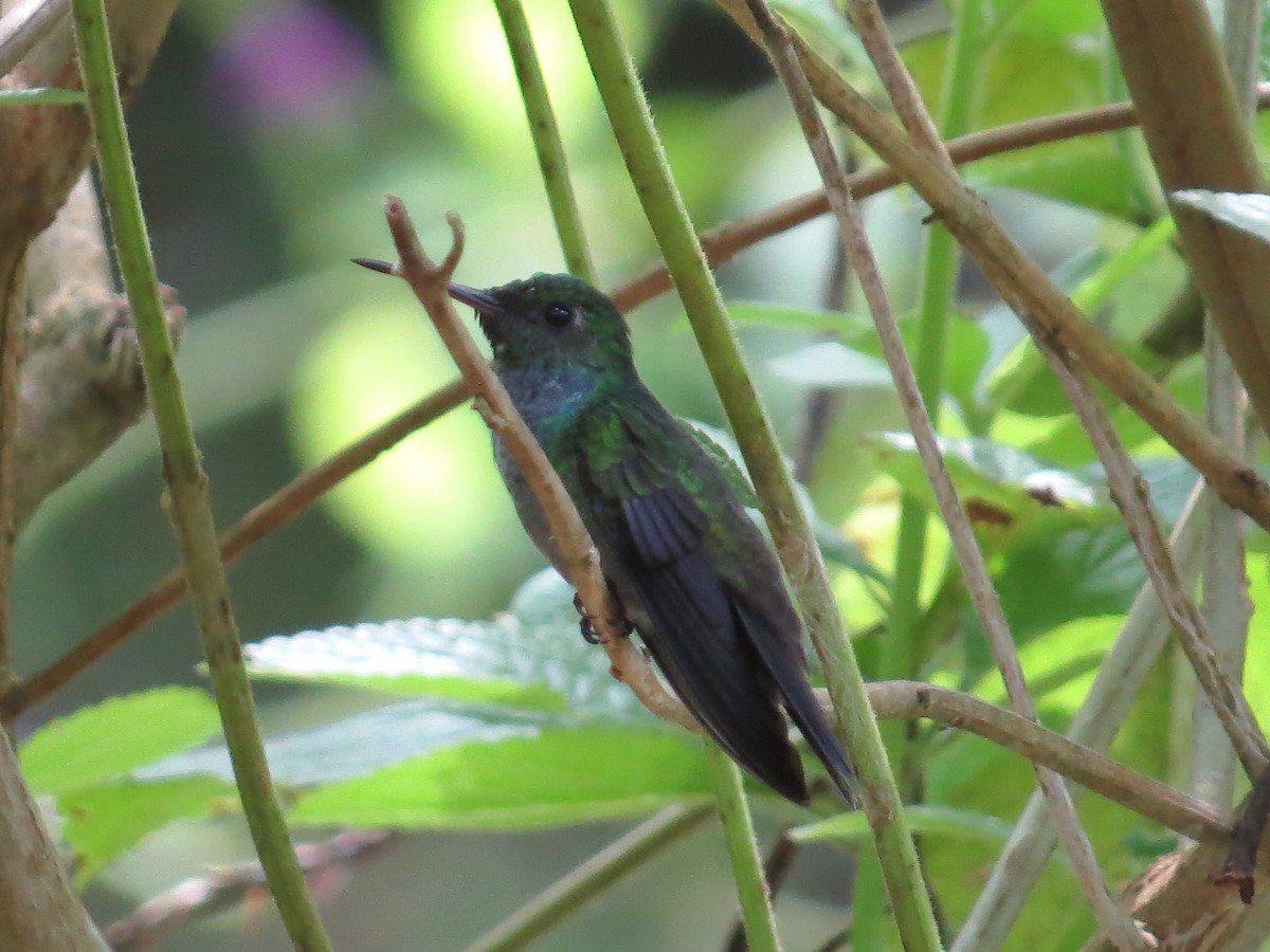 Blue-chested Hummingbird - Ann Truesdale