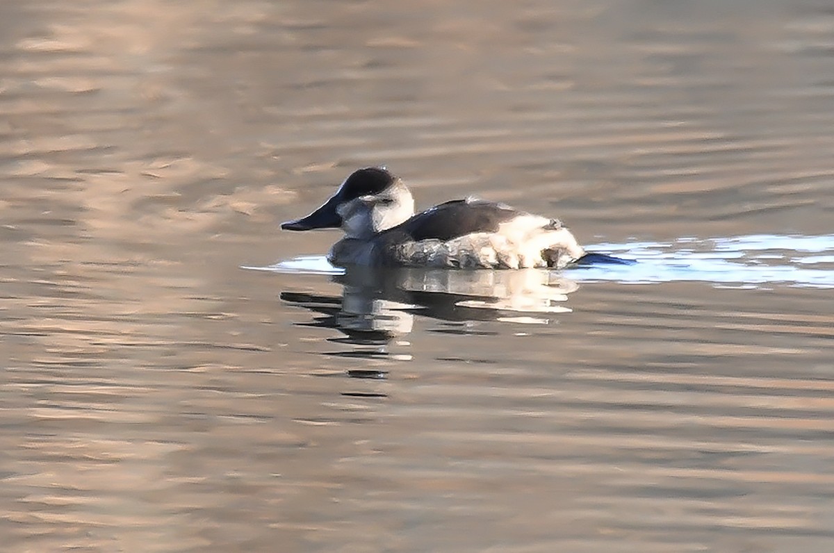 Ruddy Duck - ML611180338