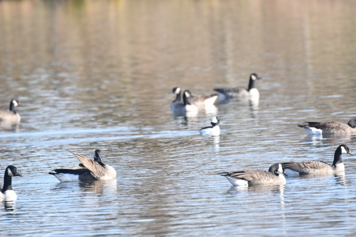 Bufflehead - ML611180454