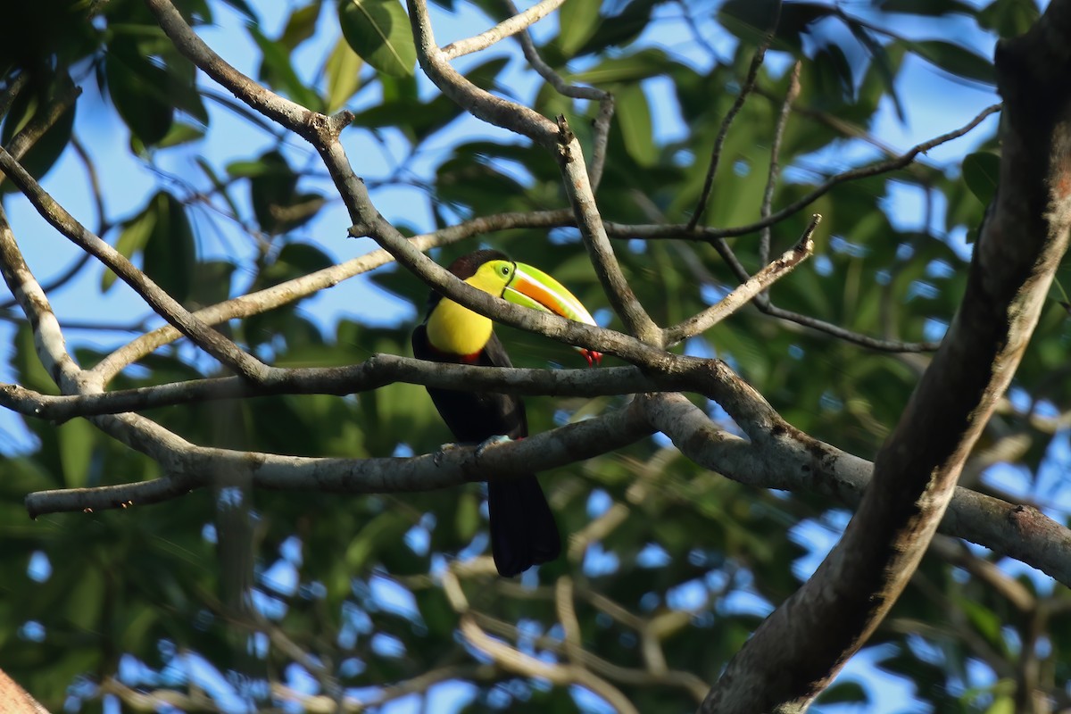 Keel-billed Toucan - ML611180482