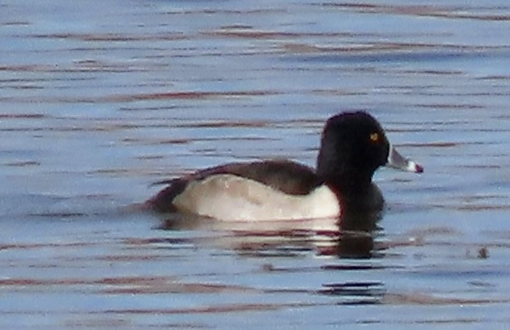 Ring-necked Duck - ML611180633