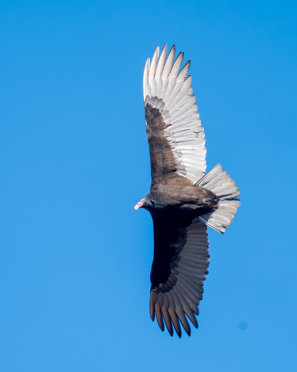 Turkey Vulture - ML611180651