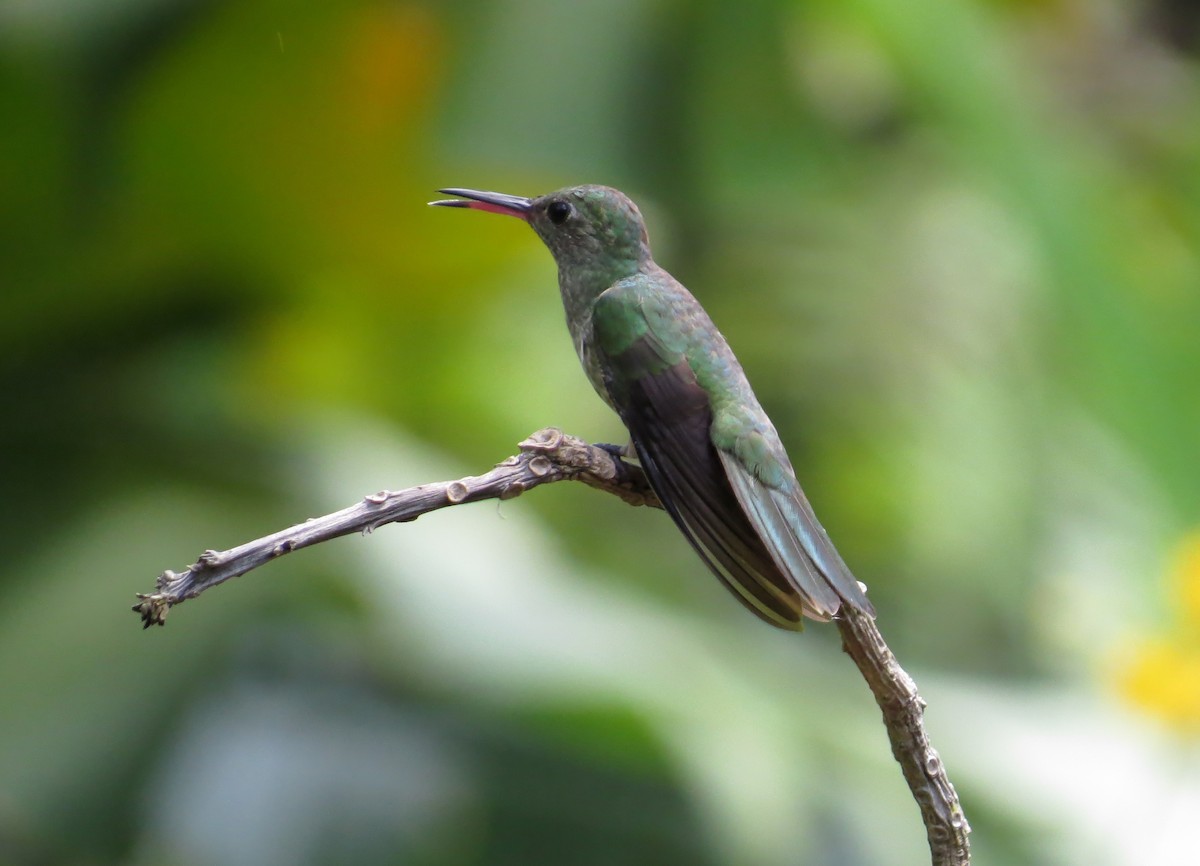 kolibřík modroprsý - ML611180652