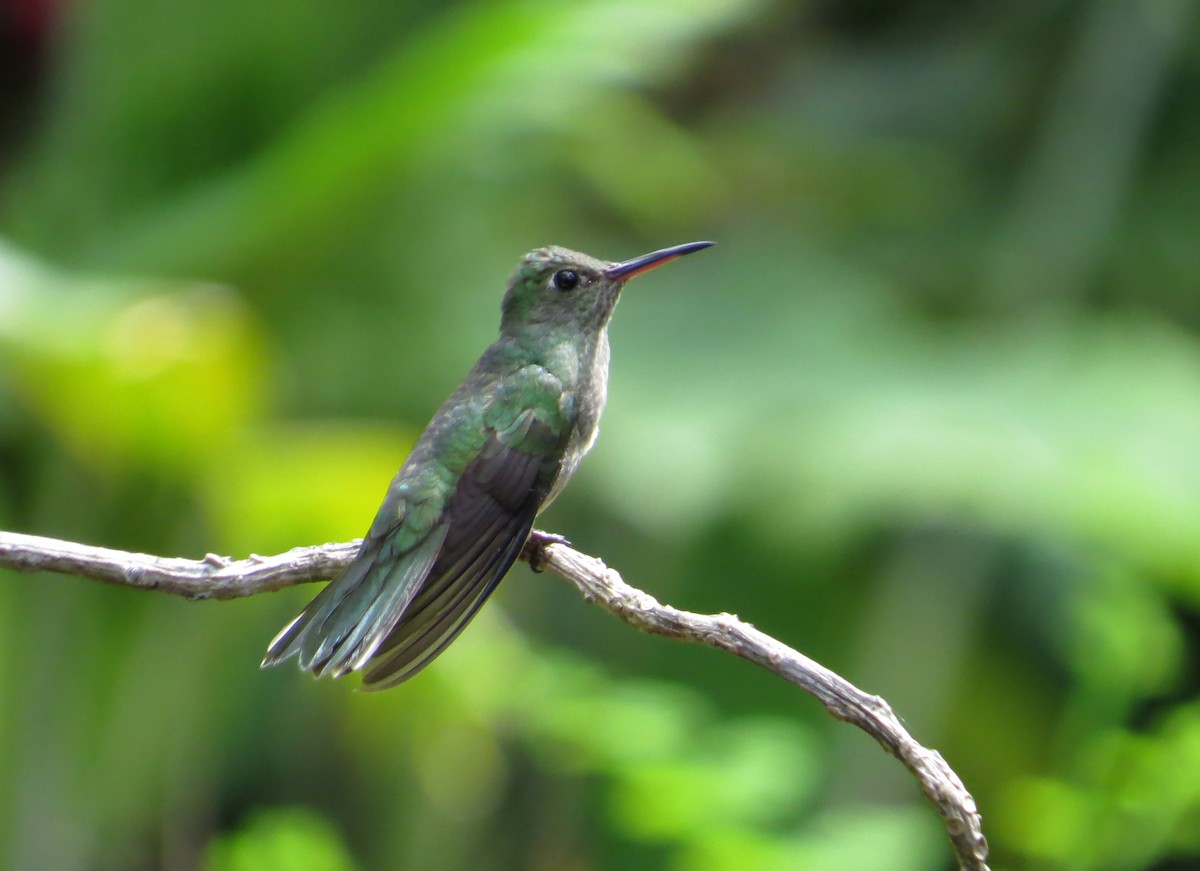 kolibřík modroprsý - ML611180653