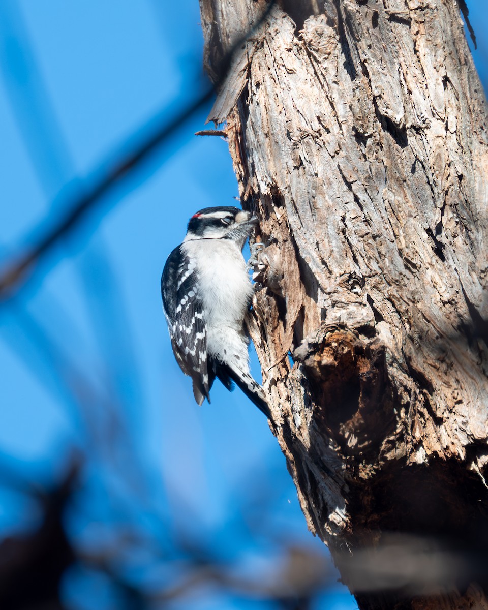 Downy Woodpecker - Peter Rosario