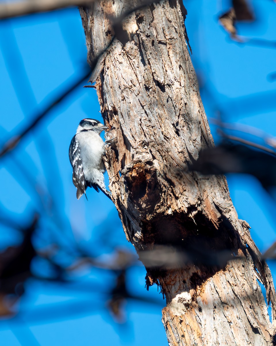 Downy Woodpecker - Peter Rosario