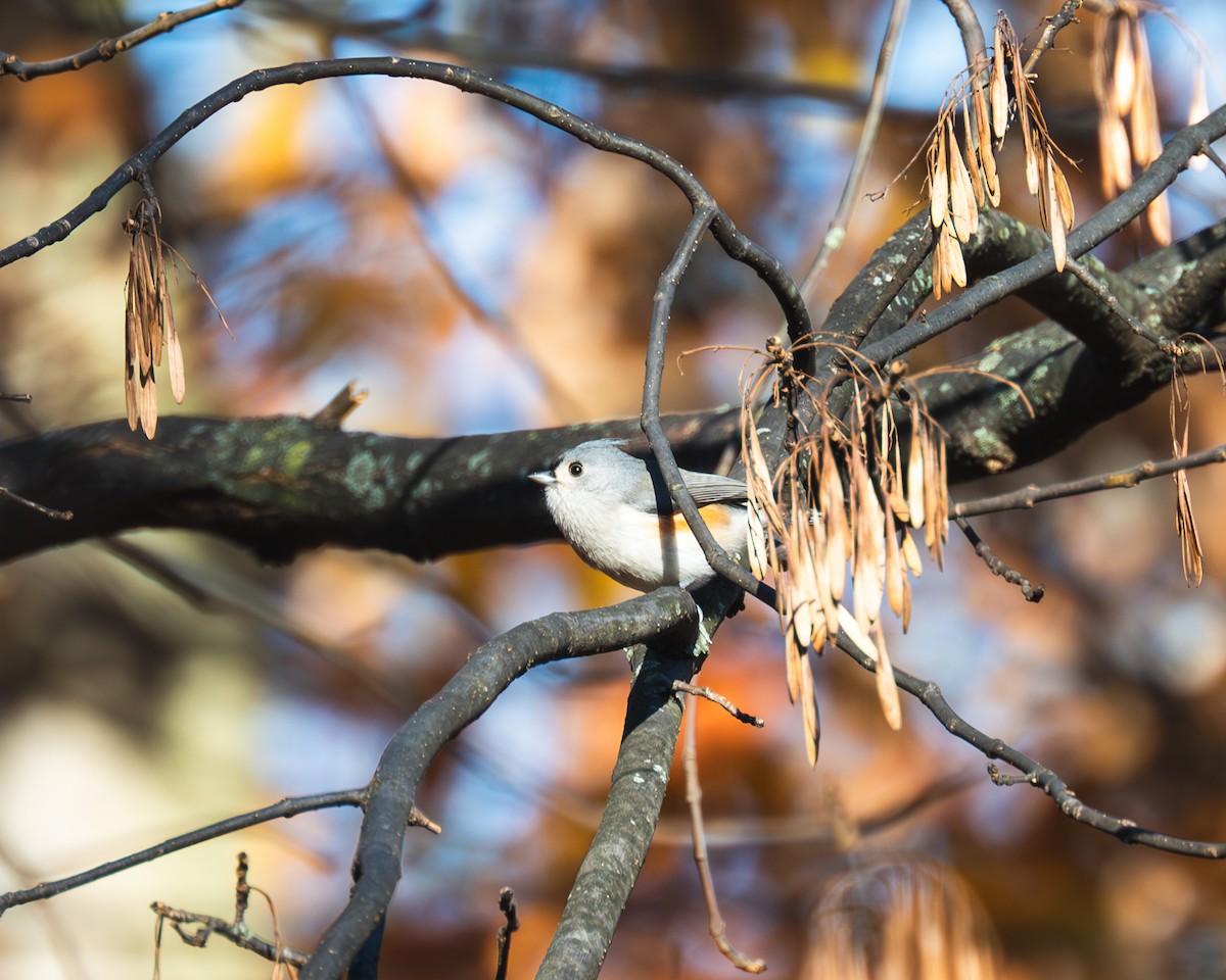 Tufted Titmouse - ML611180668