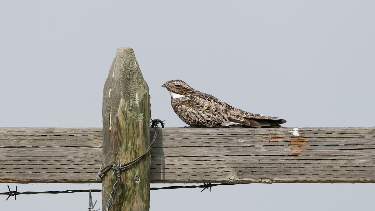 Common Nighthawk - ML611180677