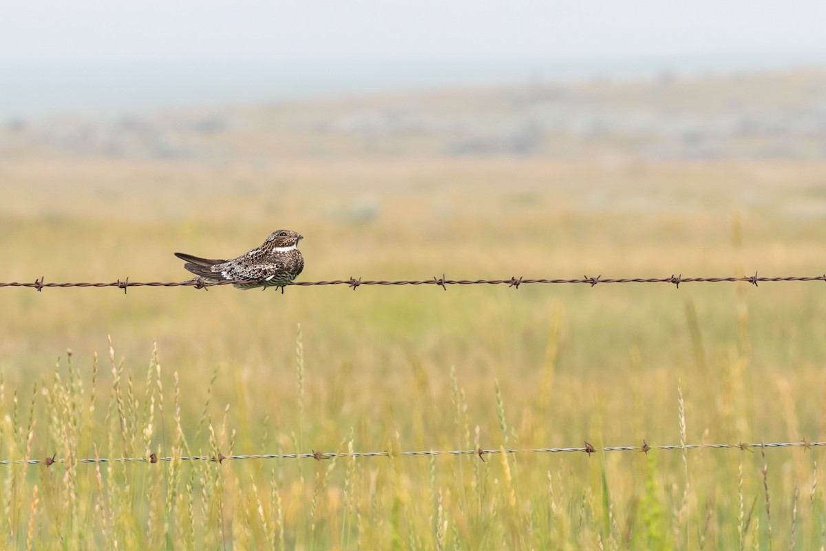 Common Nighthawk - ML611180704