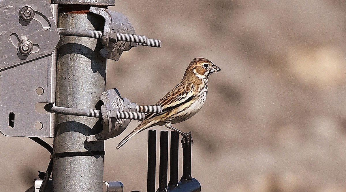 Lark Bunting - Doug Orama