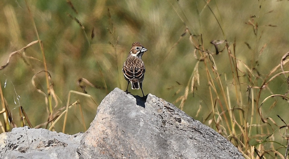 Lark Bunting - ML611180796