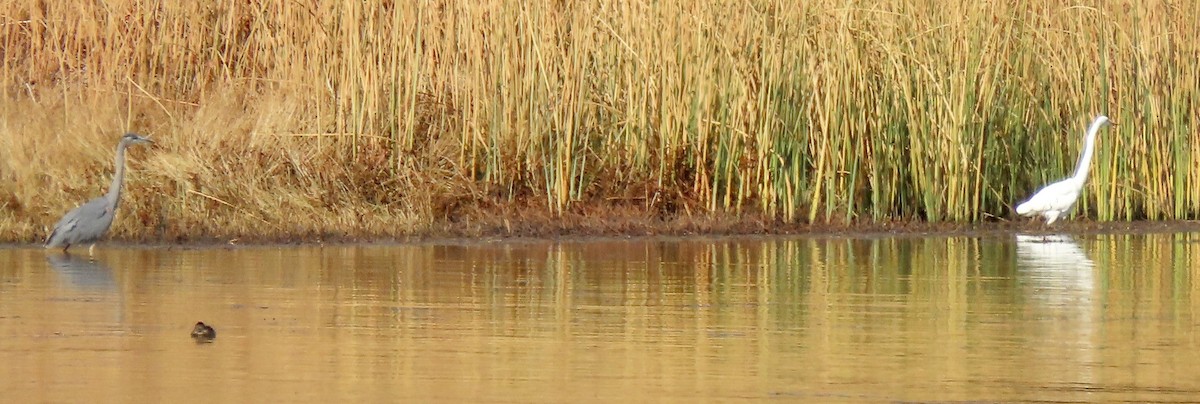 Great Egret - ML611180843