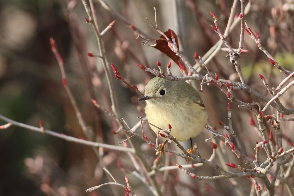 Ruby-crowned Kinglet - David Nelson