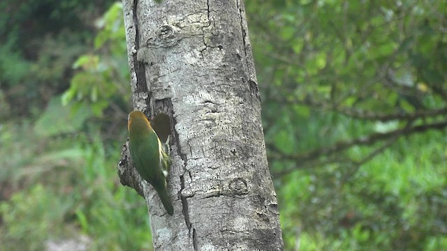 Red-headed Barbet - ML611180944