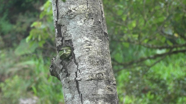 Red-headed Barbet - ML611180957