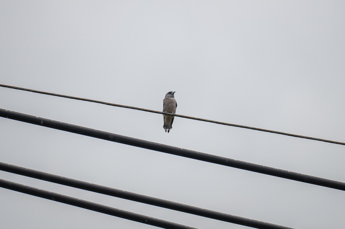 Ashy Woodswallow - ML611180966