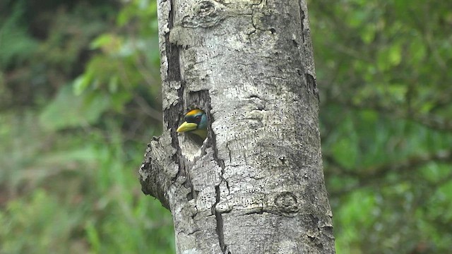 Kırmızı Başlı Barbet - ML611180992