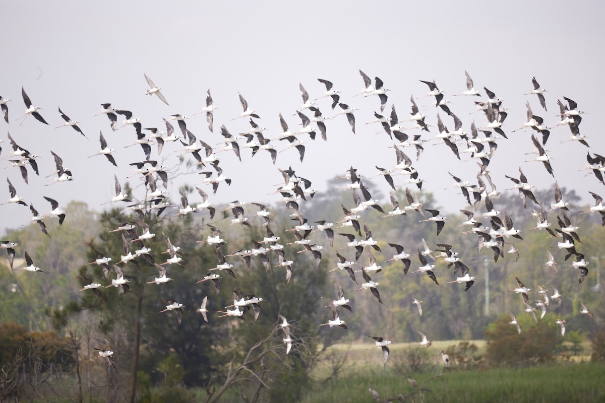 Pied Stilt - ML611181070