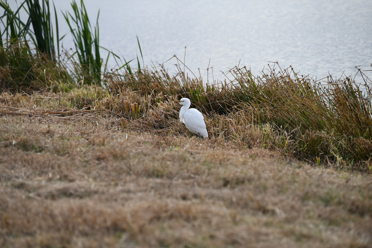 Western Cattle Egret - joe demko