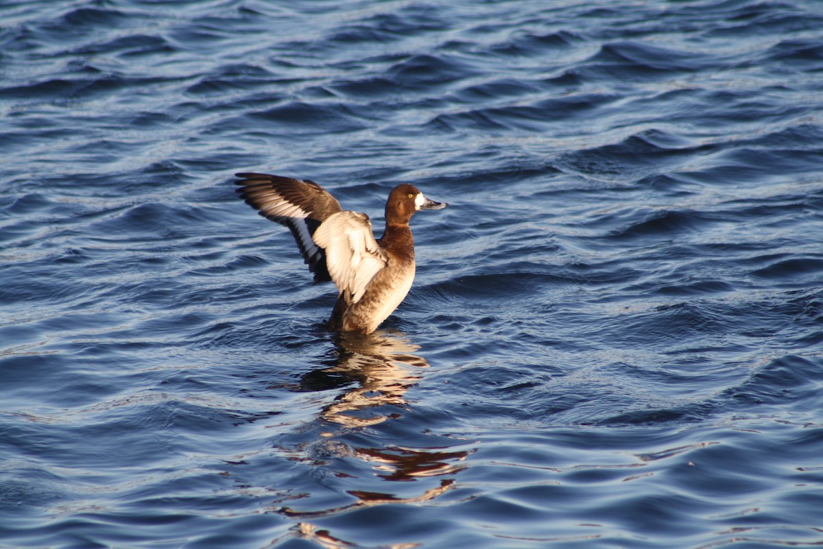 Greater Scaup - Greg Lawrence