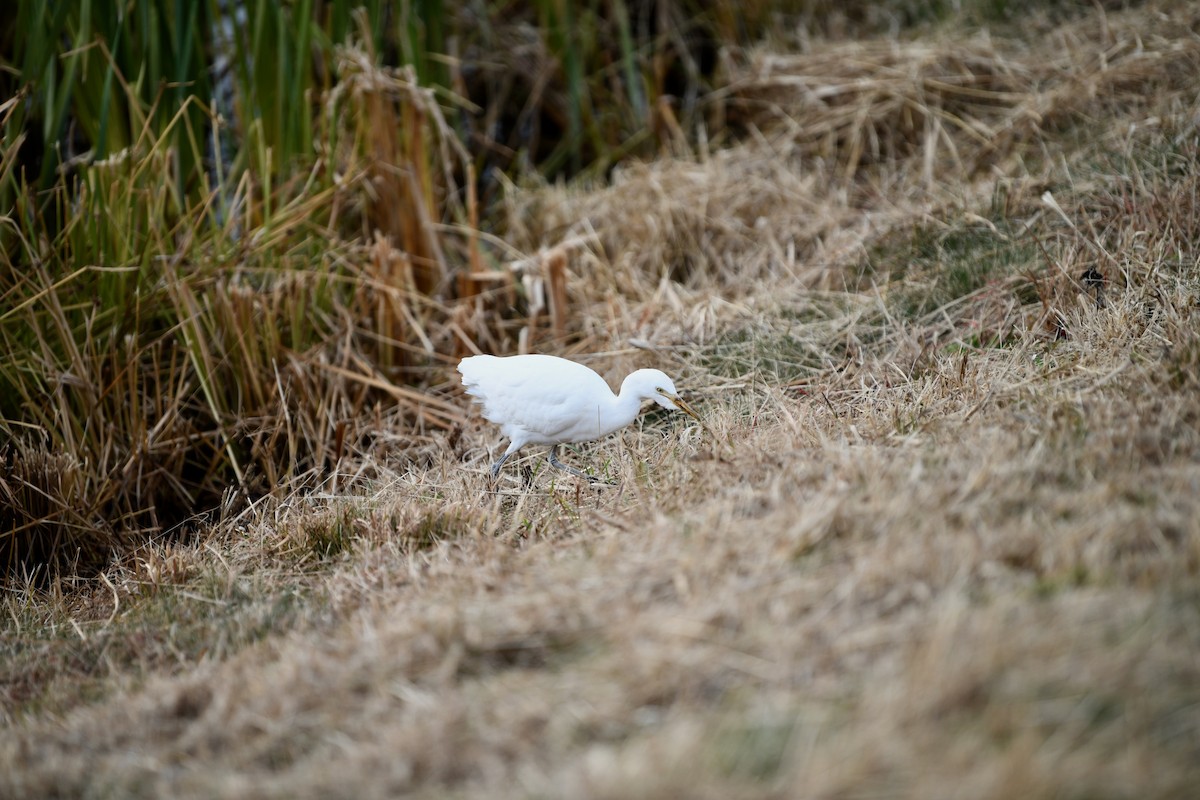 Western Cattle Egret - joe demko