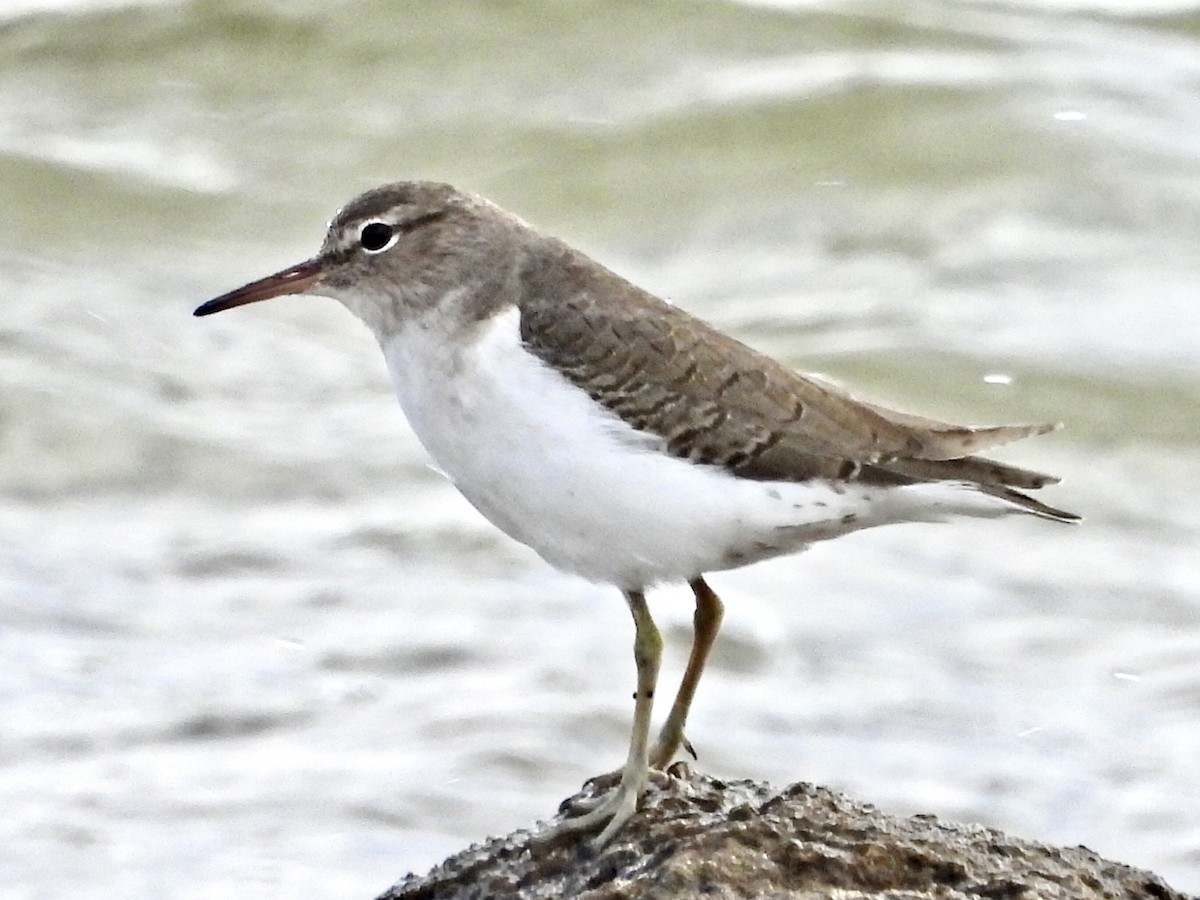 Spotted Sandpiper - ML611181183