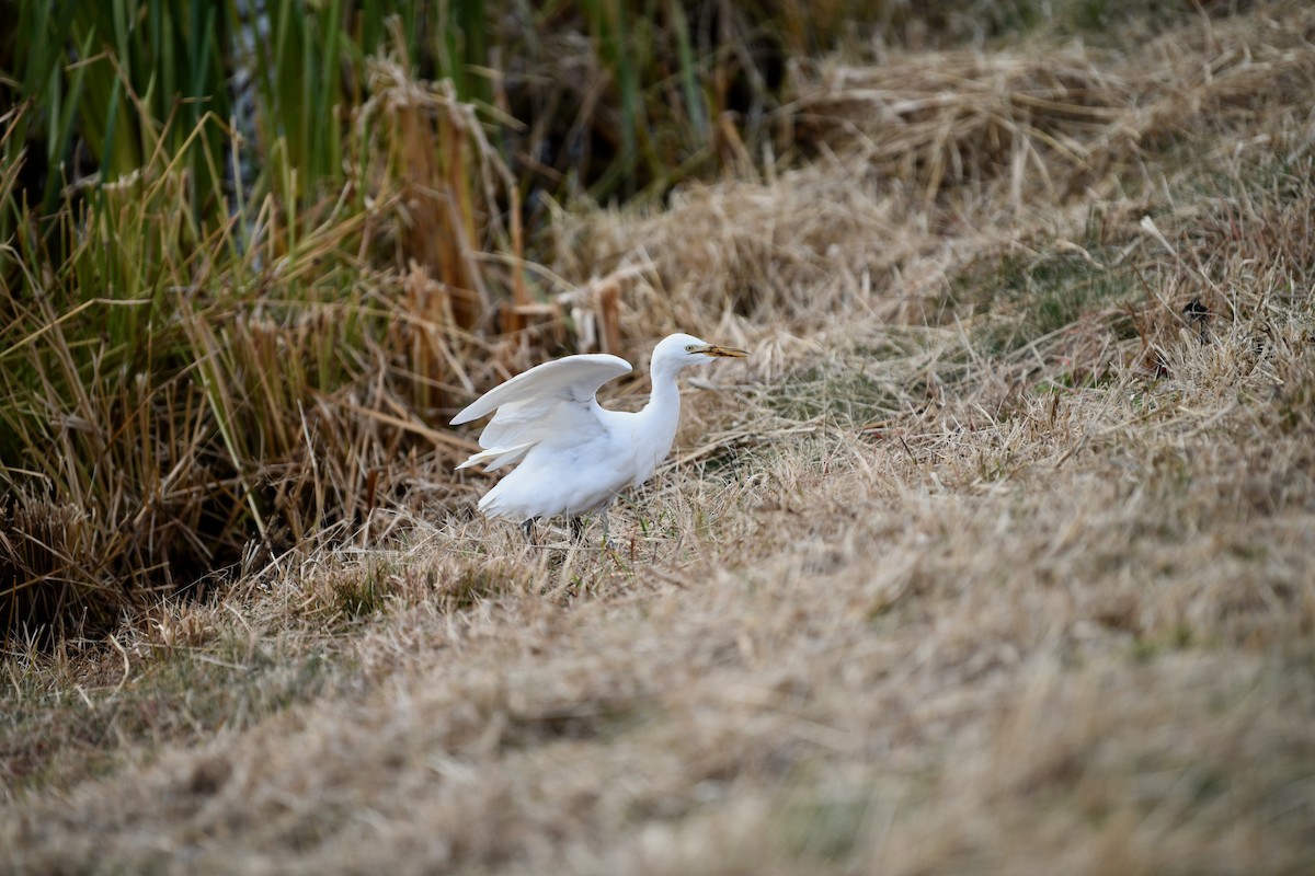 Western Cattle Egret - ML611181190