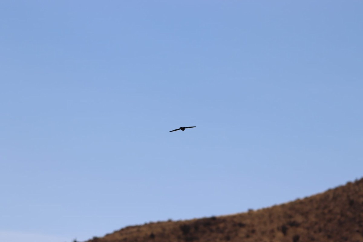 Chimney Swift - ML611181216
