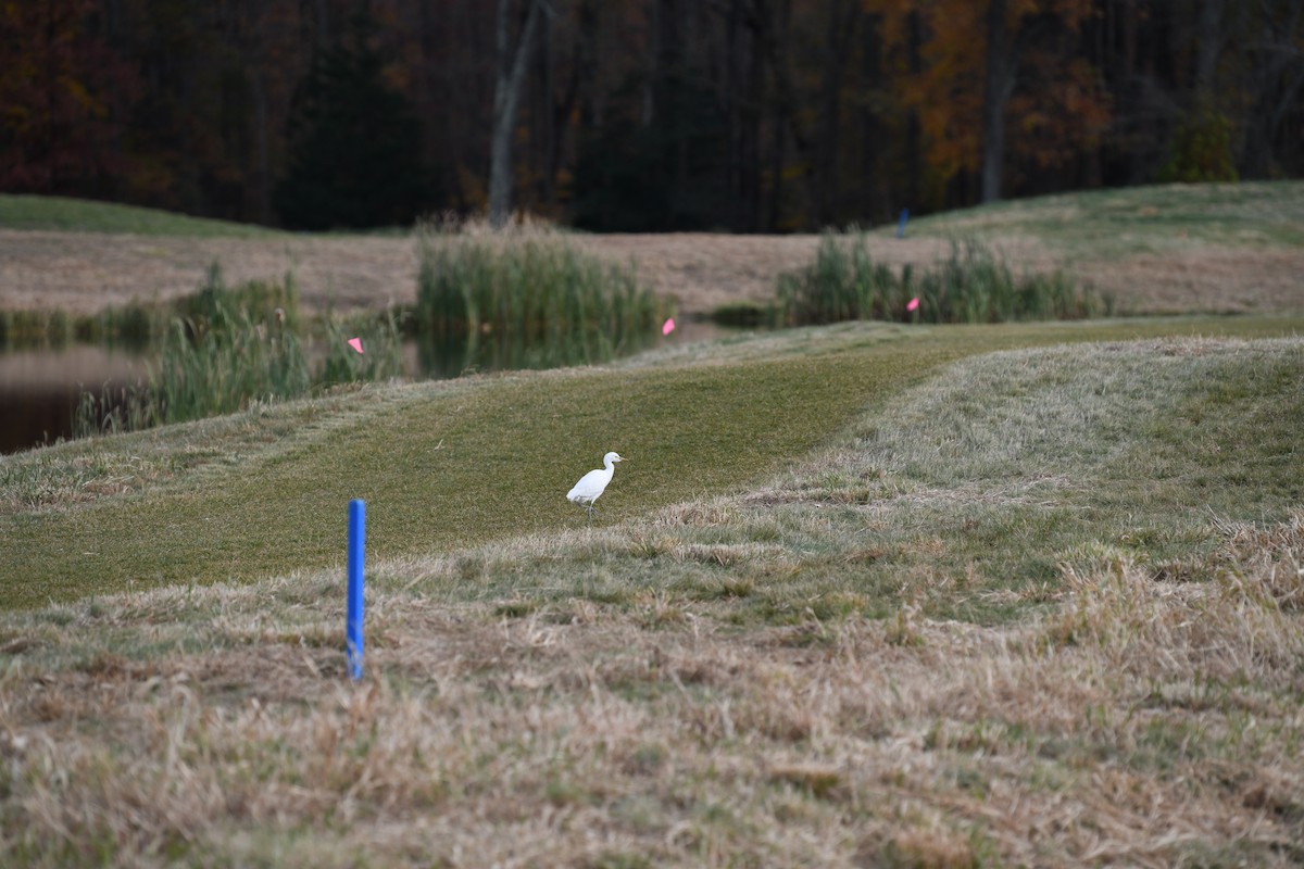 Western Cattle Egret - joe demko