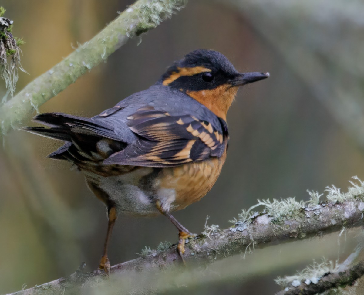 Varied Thrush - Roger Windemuth