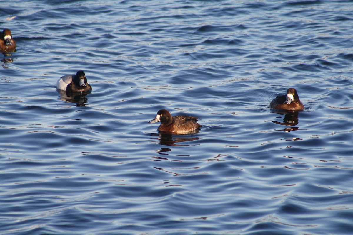 Greater Scaup - Greg Lawrence