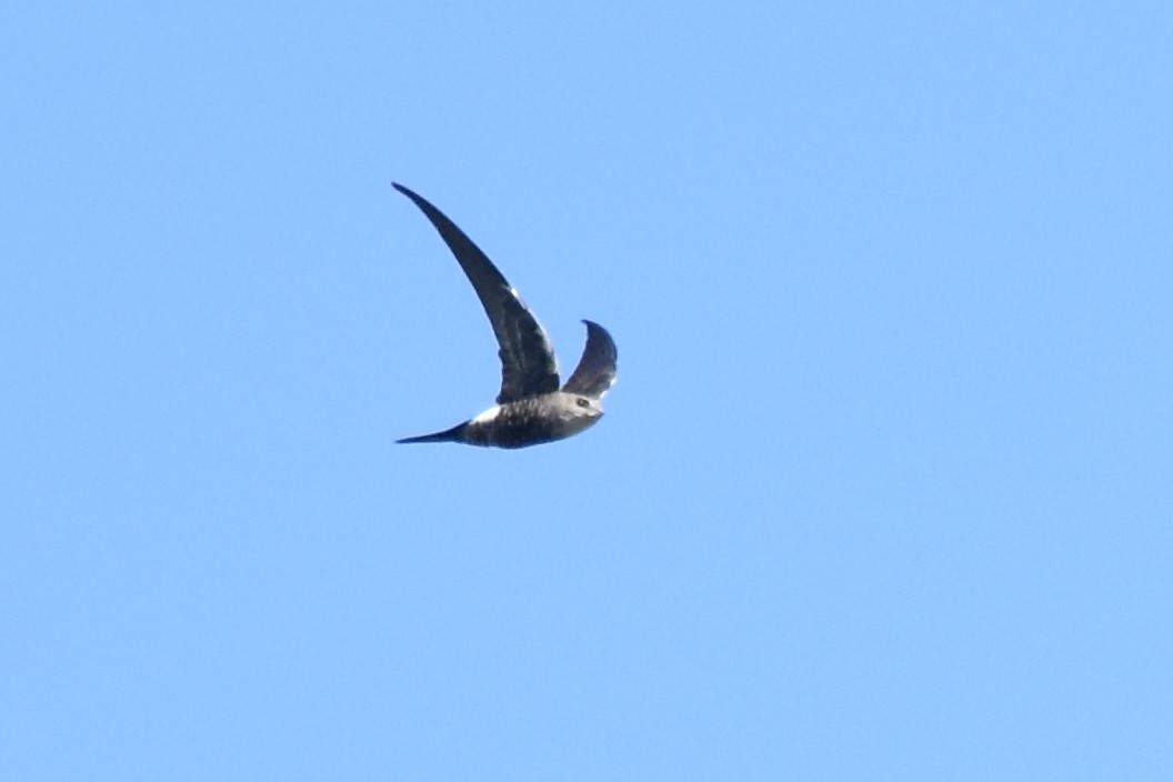 Pacific Swift - ML611181287