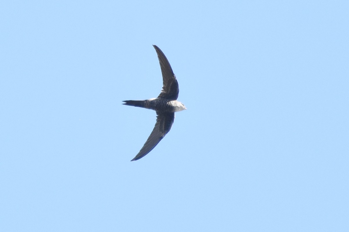 Pacific Swift - ML611181288