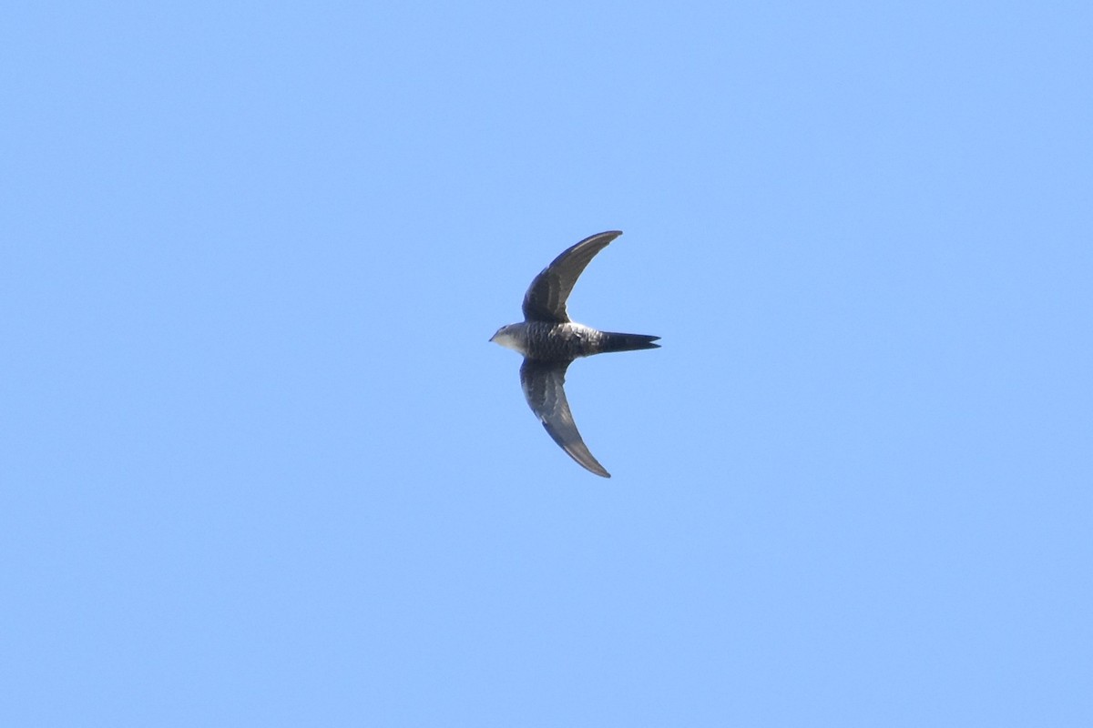 Pacific Swift - ML611181289