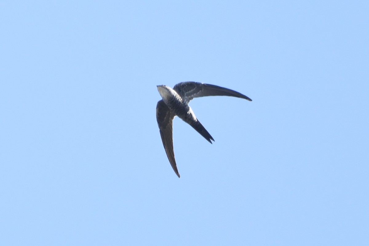 Pacific Swift - ML611181290