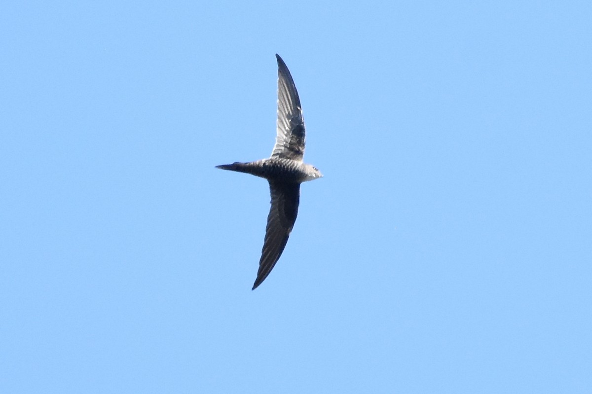 Pacific Swift - Shinead Ashe