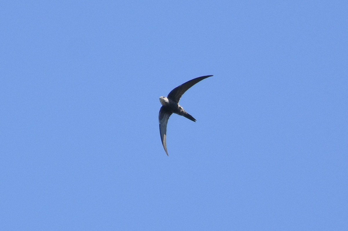 Pacific Swift - ML611181292