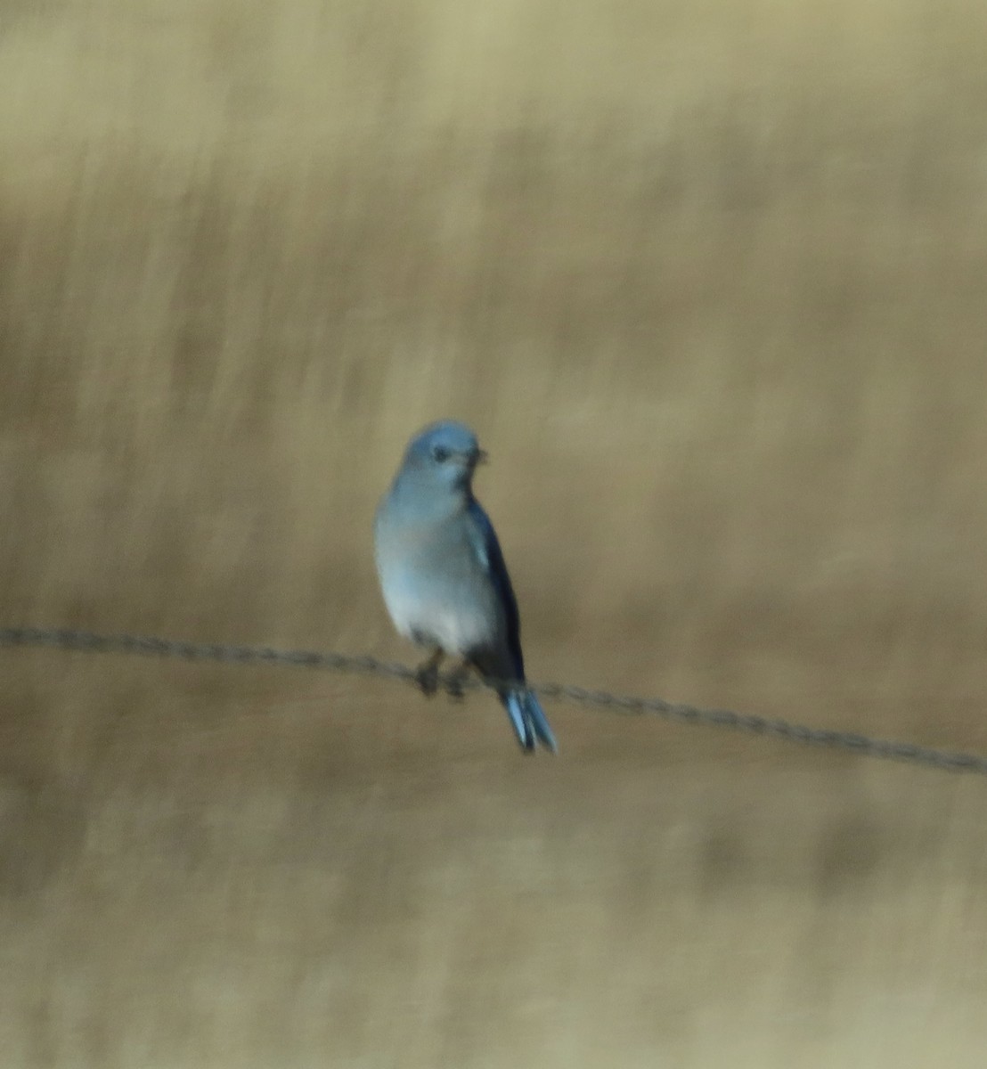Mountain Bluebird - ML611181325