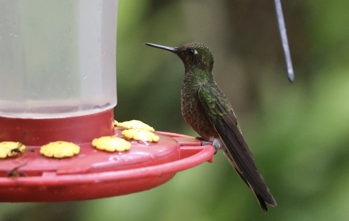 Buff-tailed Coronet - ML611181332