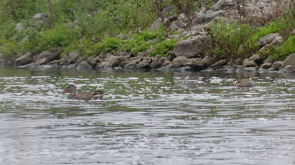 Northern Shoveler - ML611181372